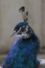 Kopf eines Blauen Pfaus. Vogelpark Dielheim-Balzfeld am 14.4.2010.  ...