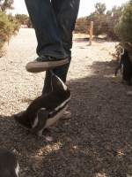 Obwohl die meisten Magellan-Pinguine recht skeptisch gegen�ber ihren Besuchern waren, ...