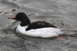Europ�ischer G�nses�ger (Mergus merganser ...  Gilbert Angermann 05.09.2010