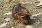 Rosettenmeerschweinchen (1 Fotos)