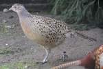 Henne des Jagdfasanes (Phasianus ...  Gilbert Angermann 06.09.2010