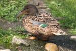 L�ffelente (Anas clypeata) am ...  Gilbert Angermann 06.09.2010