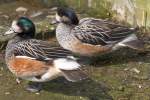 Chile-Pfeifenten-P�rchen (Anas sibilatrix) am ...  Gilbert Angermann 06.09.2010