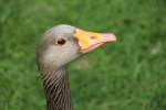 Kopfansicht einer Graugans (Anser anser) am 14.4.2010 im Vogelpark Dielheim-Balzfeld. ...