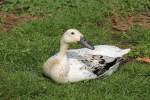 Indische Laufente am 14.4.2010 im Vogelpark Dielheim-Balzfeld.  ...