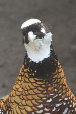 Kopfansicht eines m�nnlichen K�nigsfasans (Syrmaticus reevesii). Vogelpark Dielheim-Balzfeld am 14.4.2010. ...