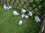 Echte Kuschelhasen, gesehen im Schwarzwald,
Aug.2010   ...