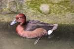 Europ�ische Moorente (Aythya nyroca) ...  Gilbert Angermann 08.09.2010