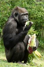 Westlicher Flachlandgorilla   ...  Andy Hensel 08.09.2010