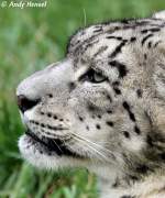 Schneeleopard    ...  Andy Hensel 08.09.2010