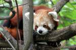 Kleiner Panda (Katzenb�r)  ...  Andy Hensel 08.09.2010