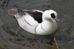 Zwergs�ger ♂ (Mergellus albellus) ...  Gilbert Angermann 08.09.2010