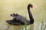 Trauerschwan (Cygnus atratus) am ...  Gilbert Angermann 09.09.2010