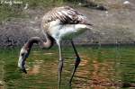 Chile-Flamingo    ...  Andy Hensel 09.09.2010