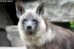 Schabrackenhy�ne oder auch Braune Hy�ne genannt.  ...