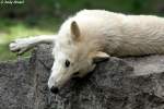 Polarwolf    ...  Andy Hensel 09.09.2010