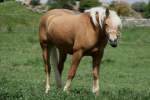 Haflinger am 26.4.2010 bei ...  Gilbert Angermann 10.09.2010