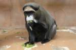 Brazzameerkatze (Cercopithecus neglectus) am ...  Gilbert Angermann 10.09.2010