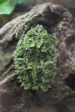 Moosfrosch (Theloderma corticale) am ...  Gilbert Angermann 10.09.2010