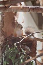 H�rnchen gleich zweimal. Jenissej-Eichh�rnchen ...  Gilbert Angermann 13.09.2010