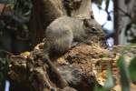 Pater-David-Felsenh�rnchen (Sciurotamias davidianus) am ...  Gilbert Angermann 13.09.2010