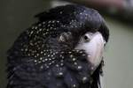 Rabenkakadus (Calyptorhynchus) (3 Fotos)