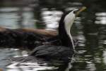 Australische Zwergscharbe oder Kr�uselscharbe (Phalacrocorax melanoleucos) am 13.9.2010 im Zoo ...