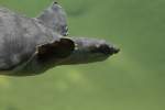 Kopf einer Papua-Weichschildkr�te (Carettochelys ...  Gilbert Angermann 17.09.2010
