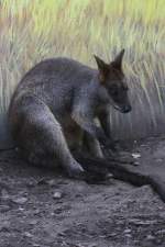 Sumpfwallaby (Wallabia bicolor) am ...  Gilbert Angermann 17.09.2010