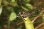 Gold-Wespenspinne (Argiope aurantia) am ...  Gilbert Angermann 18.09.2010