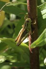 Two-striped Grasshopper (Melanoplus bivittatus) ...  Gilbert Angermann 18.09.2010