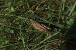 Rotbeiniger Grash�pfer (Melanoplus femur-rubrum) ...  Gilbert Angermann 18.09.2010