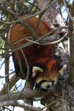 �stlicher Kleiner Panda (Ailurus ...  Gilbert Angermann 18.09.2010