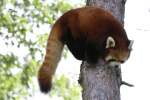 �stlicher Kleiner Panda (Ailurus ...  Gilbert Angermann 18.09.2010