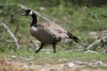 Todds Kanadagans (Branta canadensis ...  Gilbert Angermann 18.09.2010