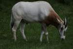 S�belantilope (Oryx dammah) am ...  Gilbert Angermann 18.09.2010