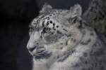 Schneeleopard (Uncia uncia) am 13.9.2010 im Zoo Toronto. ... Schneeleopard (Uncia uncia) am 13.9.2010 im Zoo Toronto. ...