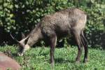 G�mse (Rupicapra rupicapra) am ...  Gilbert Angermann 20.09.2010