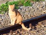Der rote Kater am Gleis;100825   ...