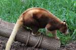 Baumk�ngurus (Dendrolagus) (8 Fotos)