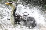 Kr�uselscharbe (Phalacrocorax melanoleucos) beim ...  Gilbert Angermann 21.09.2010
