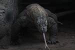 Komodowaran oder Komododrachen (Varanus ...  Gilbert Angermann 21.09.2010