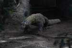 Komodowaran (Varanus komodoensis) am ...  Gilbert Angermann 21.09.2010