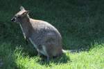 Rotnackenwallaby (Macropus rufogriseus) am ...  Gilbert Angermann 21.09.2010