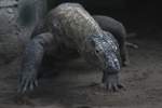 Komodowaran (Varanus komodoensis) am ...  Gilbert Angermann 21.09.2010