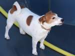 Wachhund auf einem Frachtschiff;100830 ...  innviertel 21.09.2010
