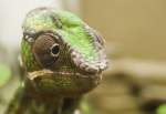 Jemen-Cham�leon im Aquarium Berlin   ...