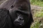 Gorilla  Ivo    ...  Oliver Schweitz 21.09.2010
