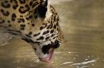 Jaguar beim Trinken im ...  Oliver Schweitz 21.09.2010