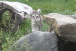Polarfuchs oder Eisfuchs (Alopex ...  Gilbert Angermann 22.09.2010